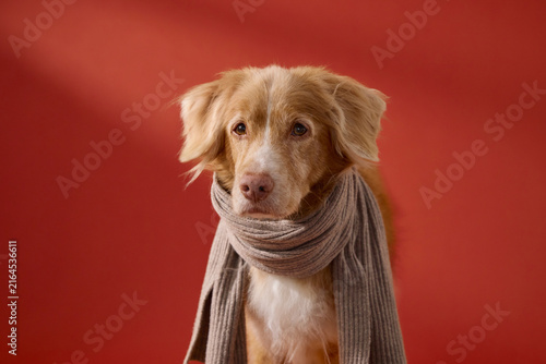 A head-and-shoulders view of the Nova Scotia Duck Tolling Retriever wrapped warmly in a grey scarf. The background is solid and warm.