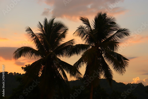 Two Backlit Coconut Palm Trees at Sunset - Tropical Couple Background