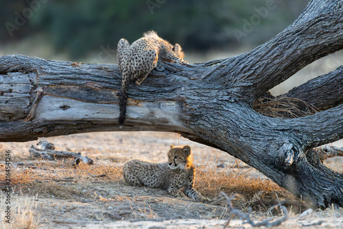 a young cheetah cub on a big fallen dead tree