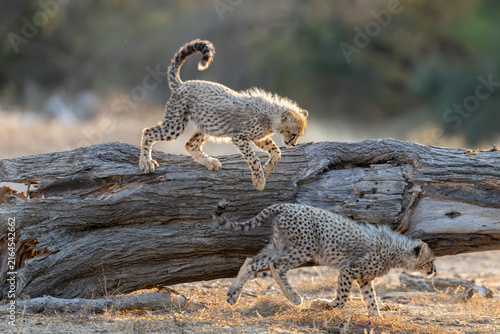 Two cheetah cubs playing on a fallen tree