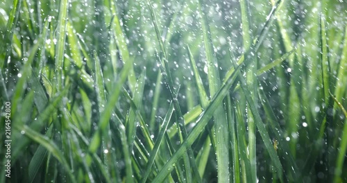 Green grass close-up raindrops slowly falling on the grass. Shot on super slow motion camera