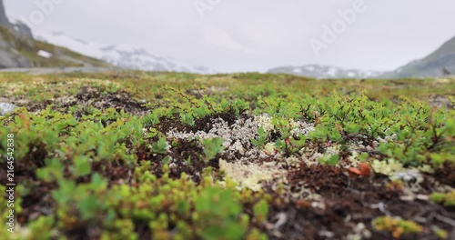 Arctic Tundra. Beautiful Nature Norway natural landscape. Tundra vegetation is composed of dwarf shrubs, sedges, grasses, mosses, and lichens.
