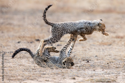 Canvas Print cheetah cubs chasing each other