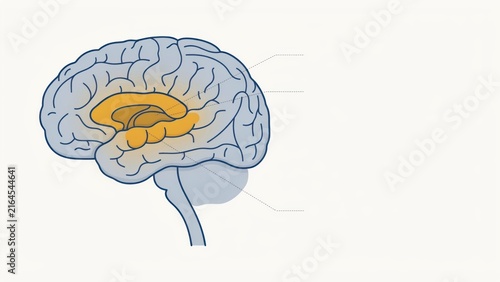 Anatomical diagram illustrating human brain structures with highlighted internal regions for medical educational purposes with displays stylized anatomical