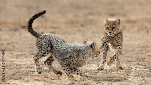 cheetah cubs chasing each other