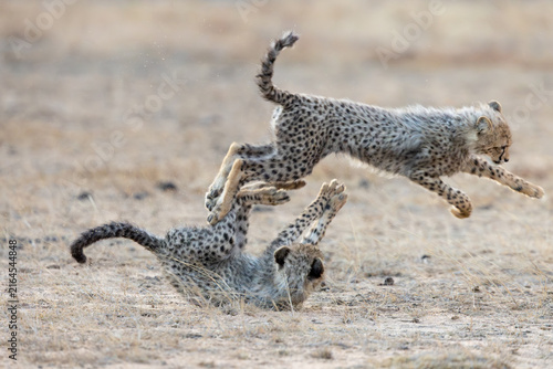 Photography cheetah cubs chasing each other