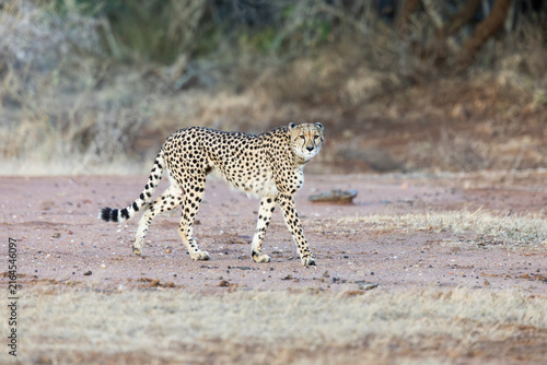 Photography a female cheetah with a tracking collar