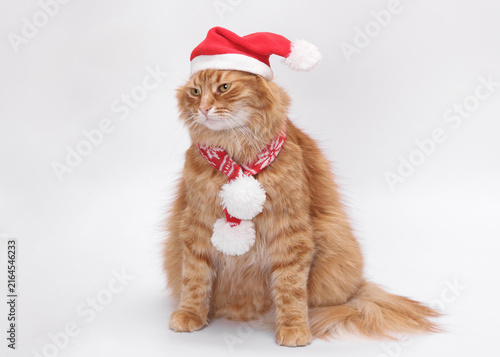Fluffy ginger cat wearing red Santa hat and winter scarf sitting isolated on white background. Funny red tabby cat portrait for Christmas holiday, New Year, and pet greeting card