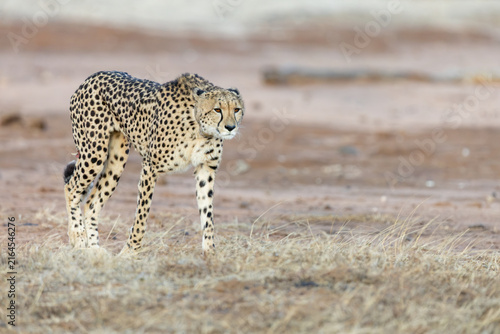 a female cheetah with a tracking collar