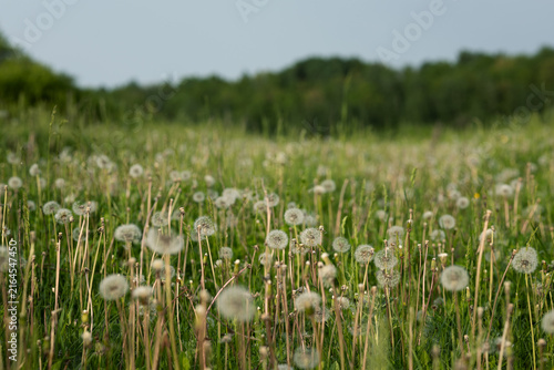 A photo of a dandelion field in summer.
