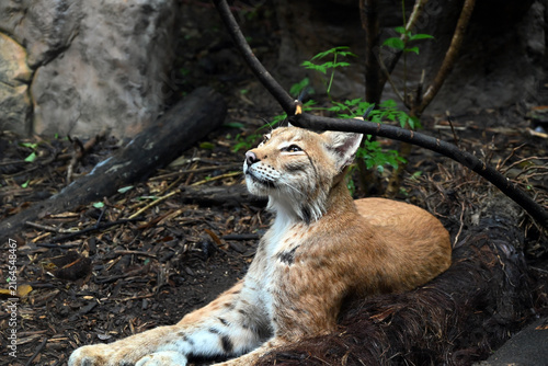 A cute lynx lies on the ground and look up in the zoo