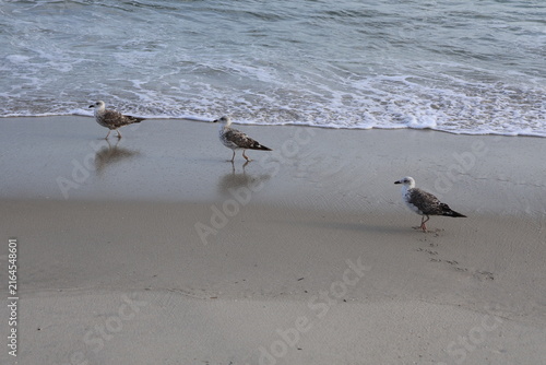 Konstfotografi A trio of seagulls stands at the foot of the shore as the tide laps in and out at their feet