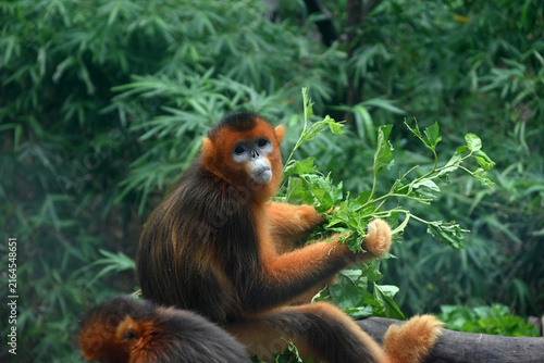 A vibrant golden snub-nosed monkey holds and munches on lush green leaves in the zoo