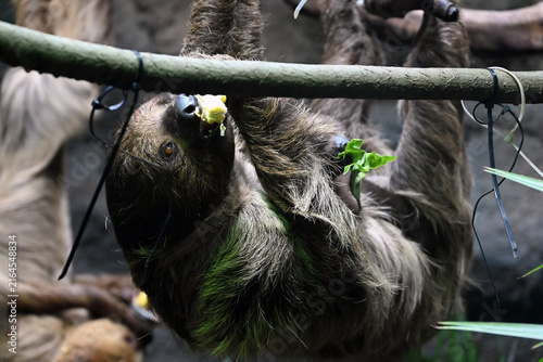 A sloth hangs upside down from a wooden branch while nibbling on food