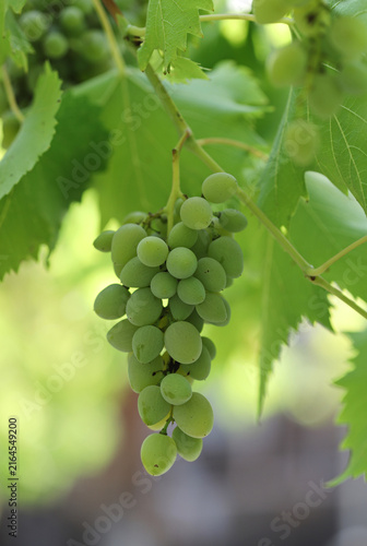 Bunch of white grapes on vine