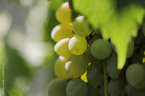 Bunch of white grapes on vine