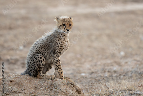 Canvas Print a young cheetah cub on high alert