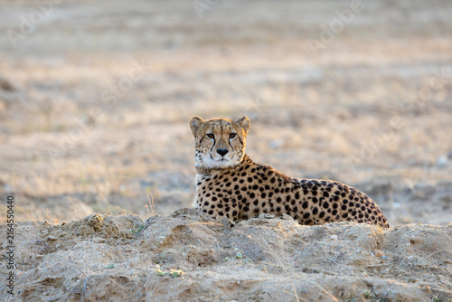 a female cheetah with a tracking collar
