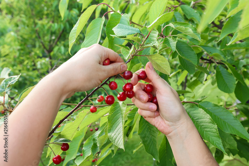 Foto A person's hand picks a ripe red cherry from a tree branch in a garden
