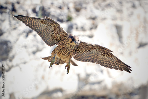 Peregrine falcon (Falco peregrinus) Juvenile