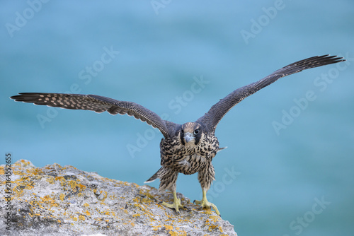Peregrine falcon (Falco peregrinus) Juvenile