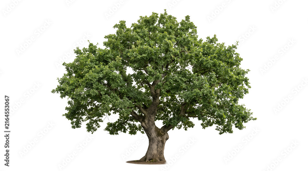 Obraz premium Large mature oak tree with dense green foliage and a thick sturdy trunk.