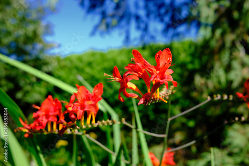 Obraz na płótnie Les Glaïeuls dans le jardin