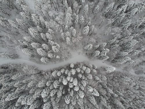 View from above of the fores full of snow in winter time. Carpathian Mountains, Romania