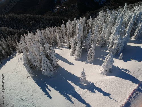 View from above of the fores full of snow in winter time. Carpathian Mountains, Romania