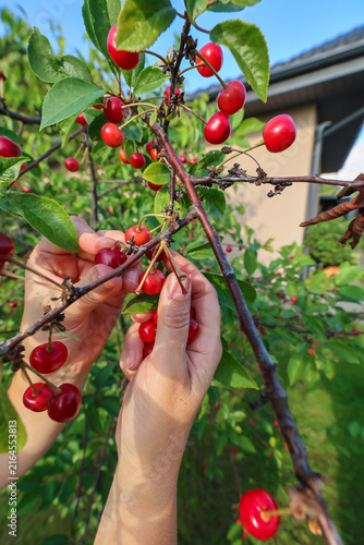 Cuadro en lienzo A person's hand picks a ripe red cherry from a tree branch in a garden