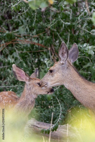Mule Deer Doe and Fawn in Summer in Colorado