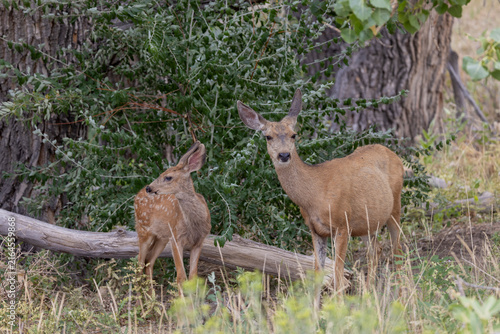Mule Deer Doe and Fawn in Summer in Colorado