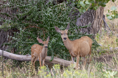 Mule Deer Doe and Fawn in Summer in Colorado