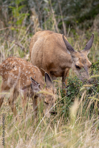 Mule Deer Doe and Fawn in Summer in Colorado