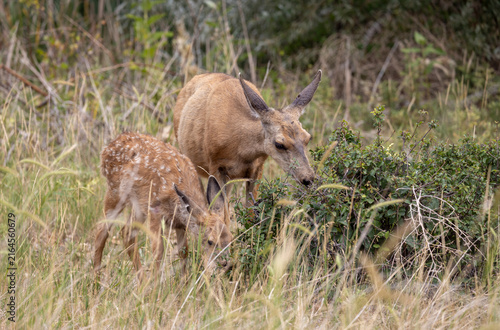 Mule Deer Doe and Fawn in Summer in Colorado