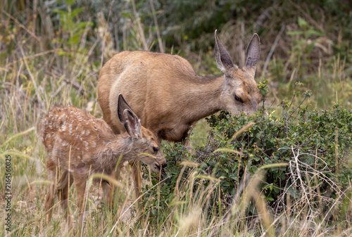 Mule Deer Doe and Fawn in Summer in Colorado