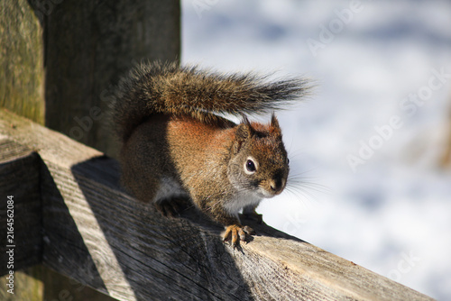 Konstfotografi Red Squirrel on Wooden Railing in Snowy Winter Landscape