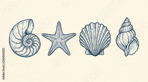 Detailed hand drawn marine life collection featuring various seashells and a starfish in vintage etching style design with illustration