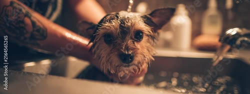 Dog bath time at home during evening hours with water running in the sink and owner caring for pet
