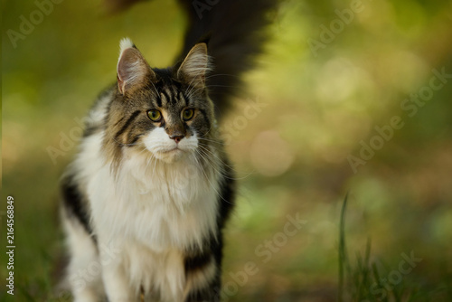 Brown and White Maine Coon Cat Walking in shadows of a Sunny Green Meadow