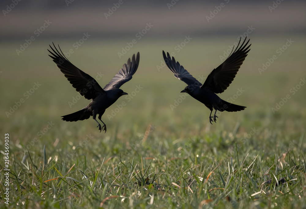 Obraz premium Freedom and nature concept, two black crows in flight over a green field, wildlife and birdwatching in natural habitat