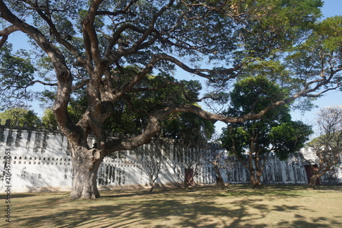 tree in King Narai's Palace, Phra Narai Ratchaniwet, Lopburi, Thailand