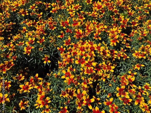 Mädchenauge, Coreopsis verticillata