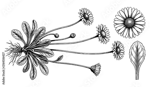 Bellis perennis common daisy antique natural history engraving vector illustration
