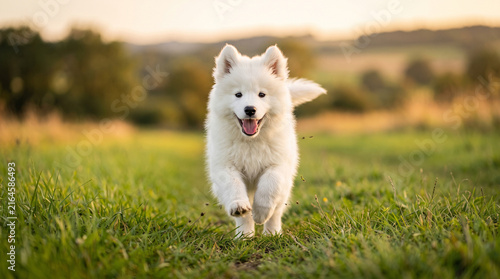 Cute White Samoyed Puppy Running Happily on Green Grass Field in Golden Hour Light