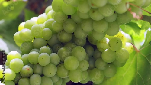 Plump translucent green grapes hang from the vine rich in vitamins and powerful antioxidants these grapes support heart health and hydration.