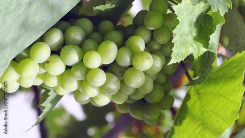 Plump translucent green grapes hang from the vine rich in vitamins and powerful antioxidants these grapes support heart health and hydration.