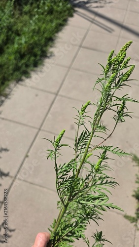 Foto Close up of blooming invasive ragweed Ambrosia artemisiifolia stems held in a ha