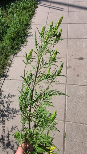 Foto Vertical shot of a hand holding blooming allergenic common ragweed stems Ambrosi
