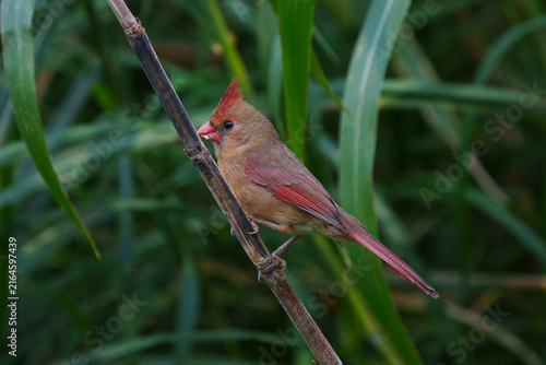Foto Cardinal - adolescent male
